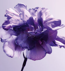 Dior Gris For Unisex Eau De Parfum 125ML