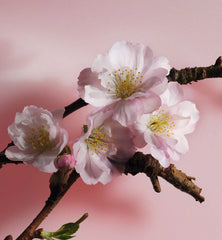 Dior SAKURA Unisex Eau de Parfum - 200ML